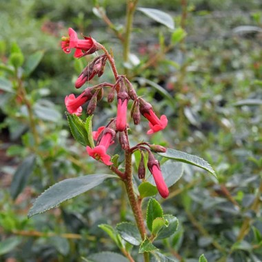 Escallonia 'Red Hedger'